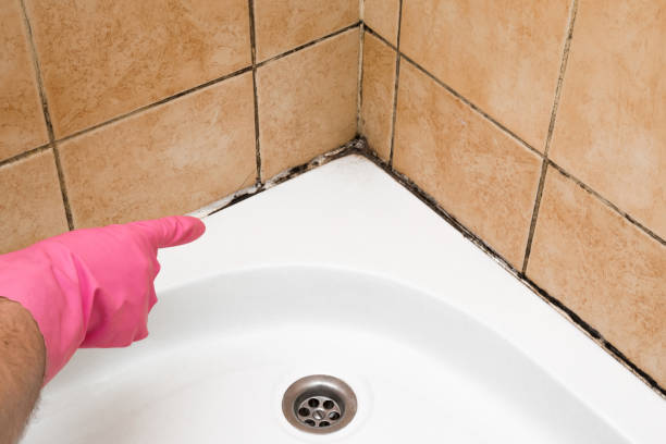 Best Basement Mold Remediation in Locust Valley, NY