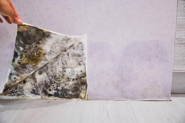 Best Residential Mold Remediation in Locust Valley, NY